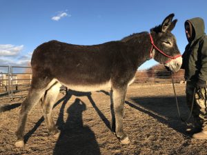 Mules and Donkeys - West Elk Equine