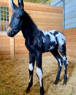 Mules Archives - West Elk Equine Mules Archives - West Elk Equine