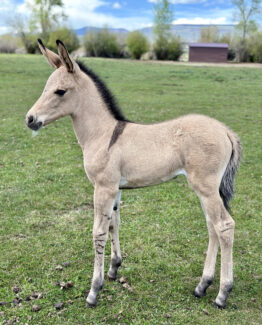 West Elk Donut- UNDER CONTRACT