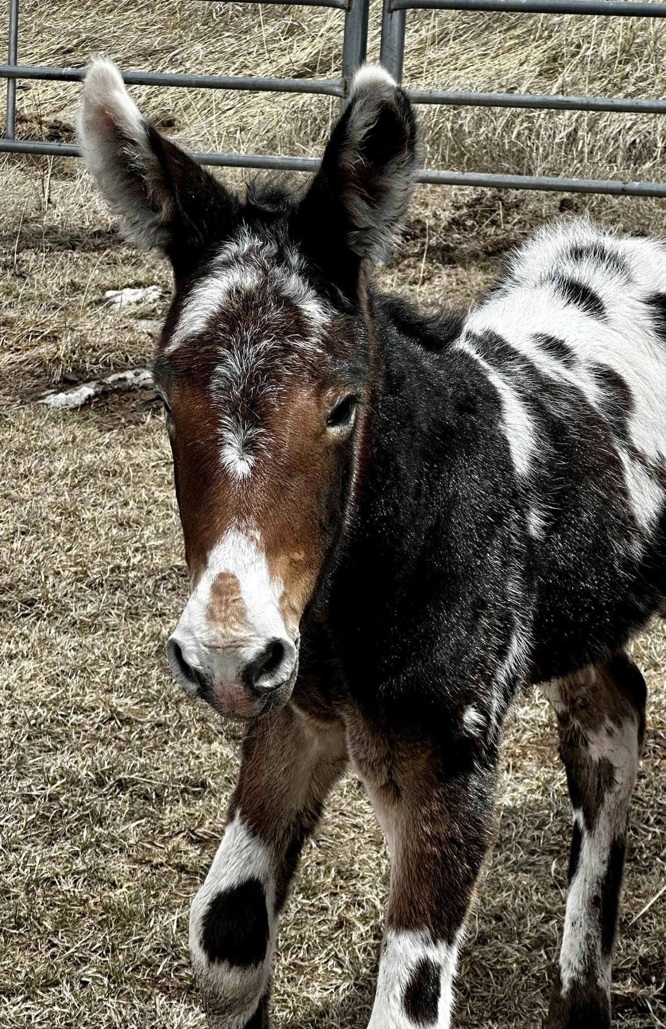 Appaloosa mule for sale hotsell