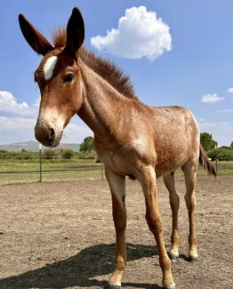 West Elk Star Lord- SOLD