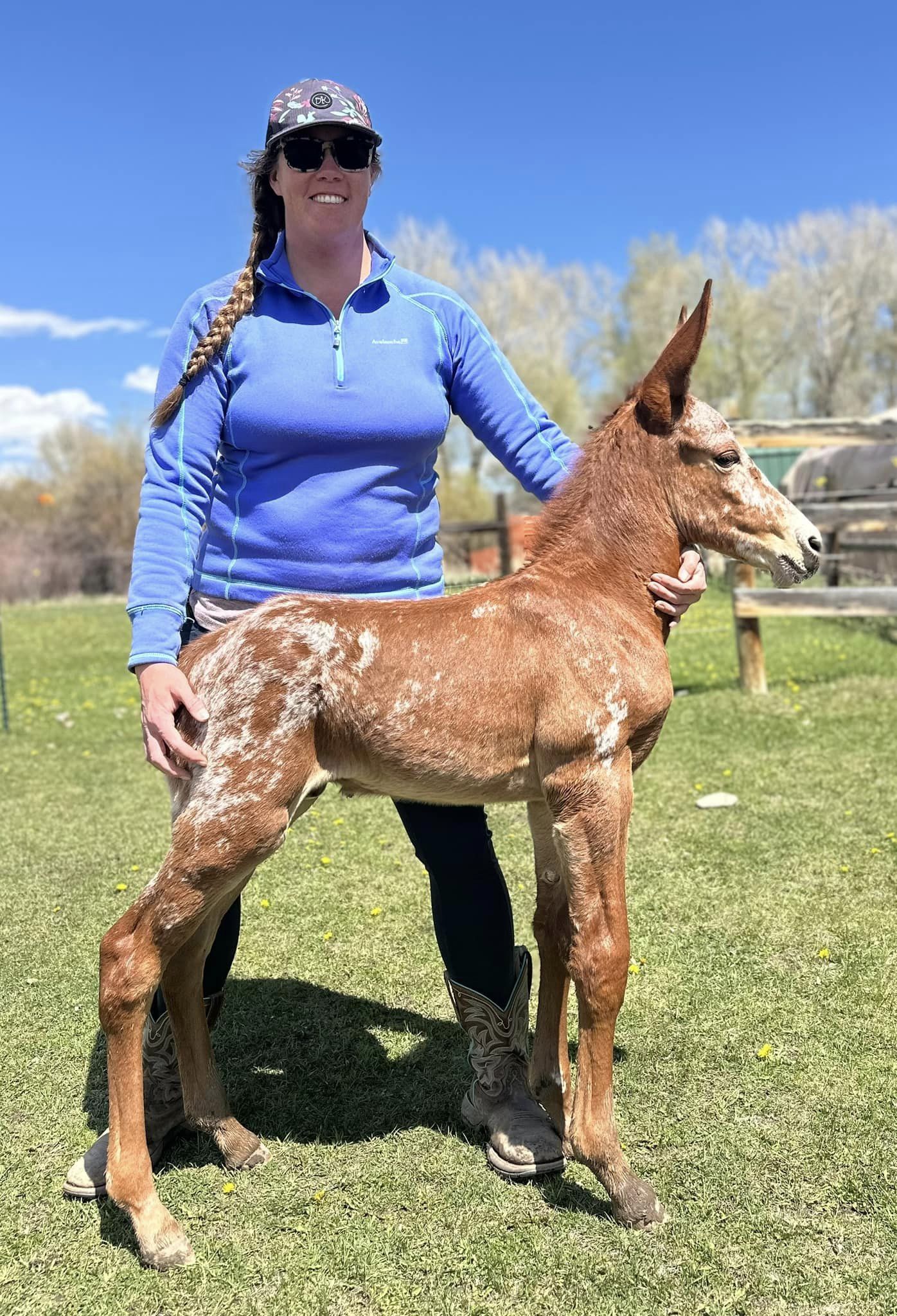Mules Archives West Elk Equine