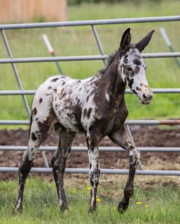 West Elk Joker- SOLD!