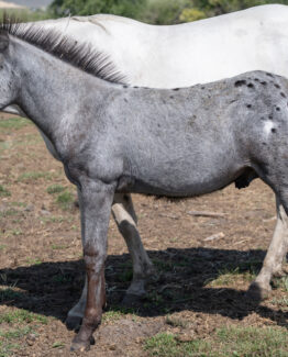 West Elk Huckleberry- Sold!