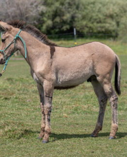 West Elk Ringo- SOLD!