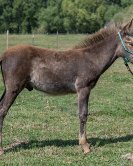 West Elk Ragnar- Sold