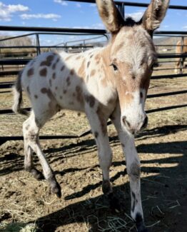 West Elk Grulla Leopard Colt- NFS