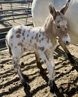 West Elk Grulla Leopard Colt- NFS