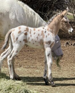 West Elk In Like Flynn- NFS