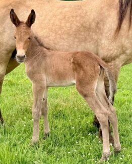 West Elk Dove