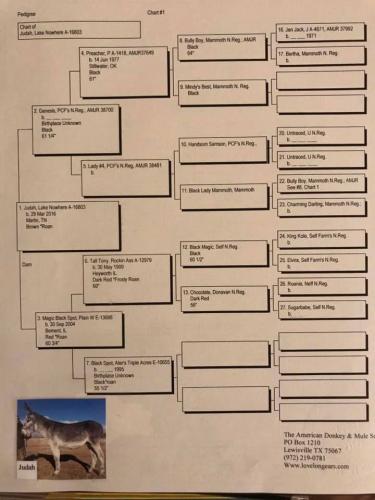 judah pedigree